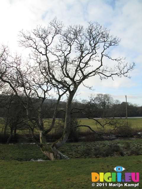 SX17172 Tree at river Thaw